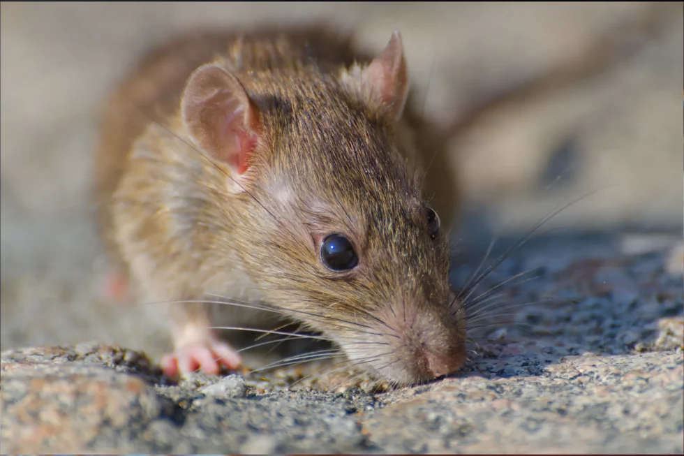 Dératisation, Élimination des rats et souris, Bourgogne et Rhône-Alpes