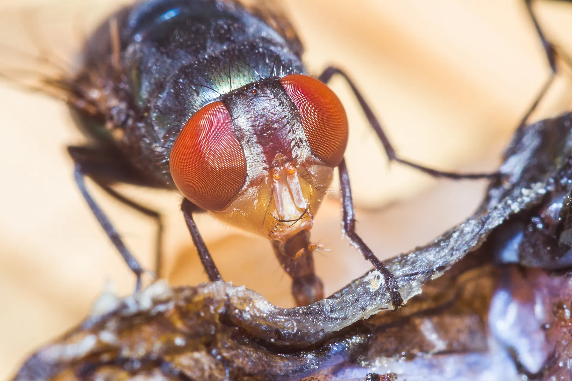 Moustiques et mouches 3D NET Extrême à Mâcon