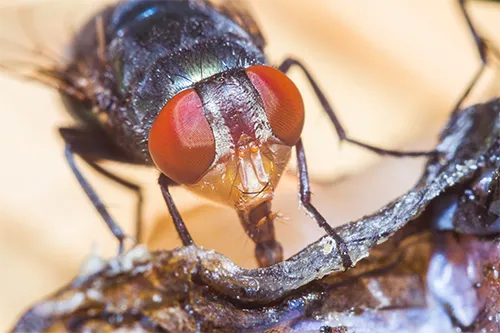 Moustiques et mouches, Nébulisation et traitement larvicide, 3D EXTREME