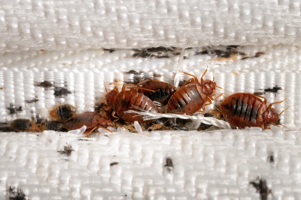 Punaises de lit, Traitement complet et définitif, 3D NET Extrême Mâcon