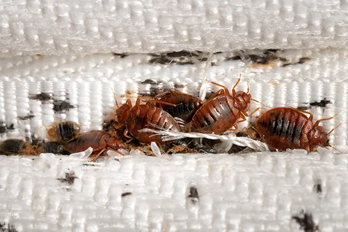 Punaises de lit, Traitement complet et durable, 3D EXTREME