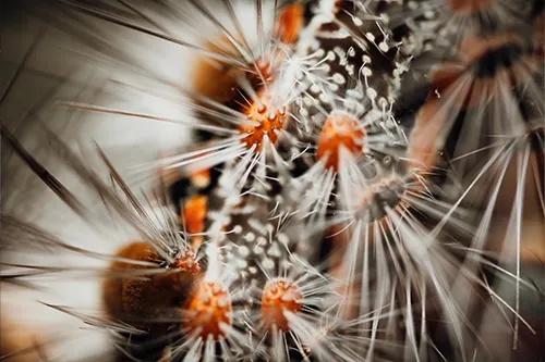 Élimination des chenilles processionnaires,, 3D NET Extrême Experts en désinsectisation, dératisation et désinfection